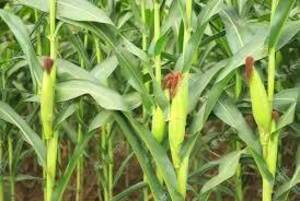 250 Ha Mixtas en Blaquier