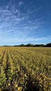 254 hectareas agricolas 