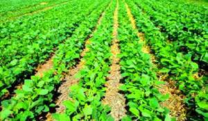 2600 HA EN AGRICULTURA
