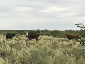 Gran Estancia Pampeana 28000 Ha En Limay Mahuida