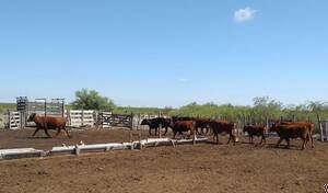 30.000 Ha Algarrobo Del Aguila Cruzado Por Rio Salado