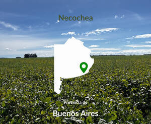 320 Hectáreas Agrícolas En Necochea