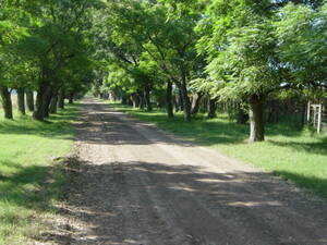 Campo en venta agricola ganadero de 350 Has Mercedes Bs.as.