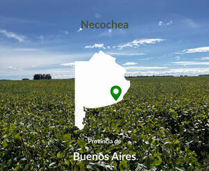230 Hectáreas Agrícolas En Necochea Suelo 2