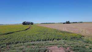 En Venta Campo 400 Ha Agrícolas Maria Ignacia Bsas .-