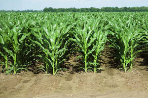 400 Ha Agricolas Ganaderas