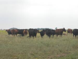 430Ha En Pinto Santiago Del Estero