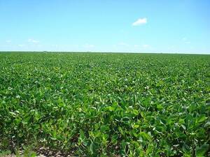 450 Has, Agrícolas En Chascomús