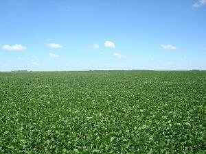 Campo en venta ganadero de 450 Has ubicado en Chascomús
