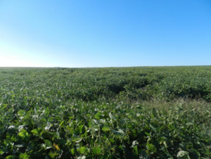 450 Has Rosario Del Tala Agrícola