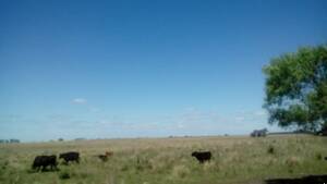 460 Has. Gualeguaychú, Entre Rios