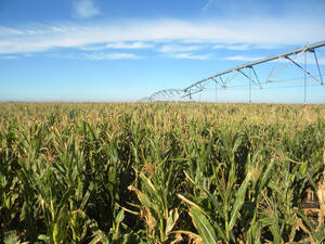 480 Ha Campo Con Riego X Pivot Central