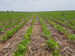 50 Ha Agricolas. Rio Cuarto - Córdoba