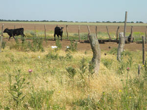 60 Ha En Carhue Prov Bsas