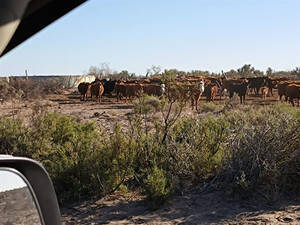 7.500 Ha Paso De Los Algarrobos, La Pampa
