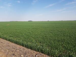 Vendo 80 Ha Agricolas. Gral Cabrera - Córdoba