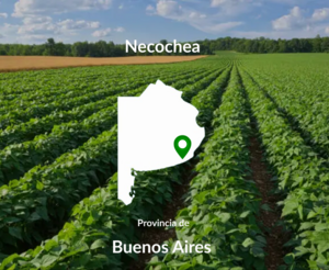 84 Has Agrícolas. Necochea Excelentes.