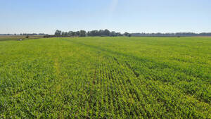 860 Has En Gral. Belgrano, Bs. As. - Ganadero - Venta