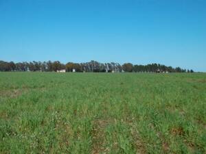 Campo en Venta Mixto 2500 Has. Villarino