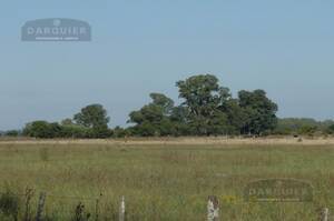 Campo en Venta Ganadero 345 has Alvarez Jonte