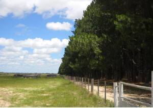Campo En Saladas, Corrientes De 11025Has