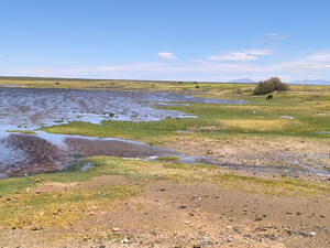 Alquiler Campo 10.000 Ha Malargüe, La Payunia