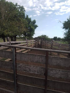 Arrendamiento Campo Ganadero 1300 Hectareas