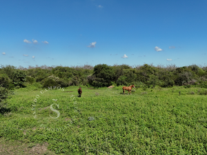 Ambrosetti, Santa Fe. Venta 72 ha. Campo Mixto.