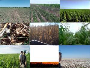 Arriendo 1000 Has Agricolas Zona Bandera 4Qq/ha