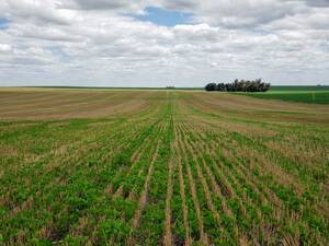 Ba2202 200 Has. Agricolas Necochea Buenos Aires