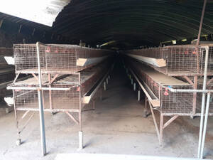 Bateria De Jaulas De Recria De Gallinas Ponedoras