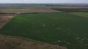 Vendo Campo En Cordoba Bell Ville Cintra 220 Has