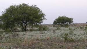 Vendo Campo En Córdoba La Rinconada 1.000 Has Ganaderas