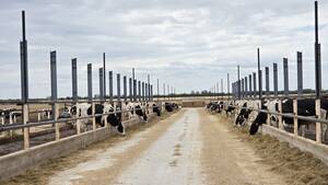 CALLES DE ALIMENTACIÓN PARA TAMBOS OBRA LLAVE EN MANO - NUEVO 2026 