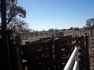 Vendo Campo En Cordoba Obispo Trejo 800 Has Ganaderas