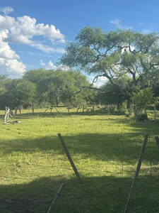 Campo 121Hec Ganadero Y Agricola Sauce Corrientes