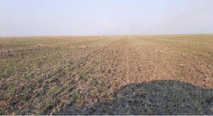 Campo 1500 Hec Agricolas Logroño Santa Fe