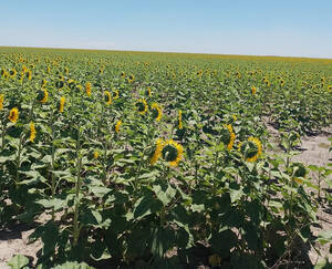 Campo 2000 Hect. Ganaderas Agricolas Las Avispas Sta Fe
