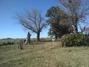Campo 46 Has .- Saladillo, Provincia De Buenos Aires
