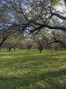 Campo 52 Ha con Arroyo El Sauce - dueño directo | Naturaleza + Producción