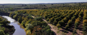 Campo A La Venta, 1073 Has Texas, Usa