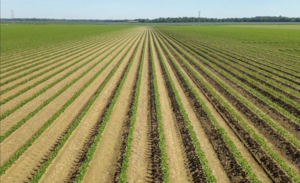 Campo A La Venta, 32 Has En Arkansas, Usa