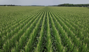 Campo A La Venta- 72 Has En Corn Belt