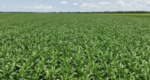 Campo A La Venta En Usa- 120 Has