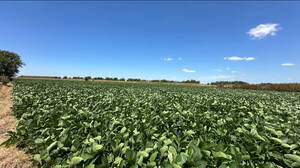 Campo Agrícola 18 Has. Leando N. Alem, Buenos Aires.
