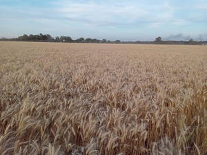 Campo Agrícola 6 Has Soldini, Santa Fe Zona Rural