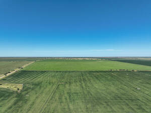 Campo Agrícola - Eleodoro Lobos 905 Has - San Luis