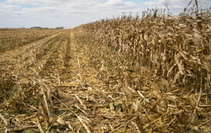 Campo Agrícola - Ganaderoen venta de 300 hectáreas en  Carmen De Areco