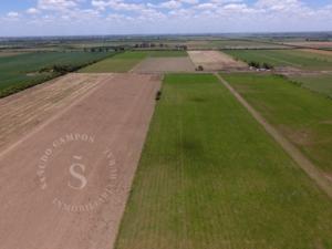 Campo Agrícola Suelo 1. Dto. Castellanos, Santa Fe.