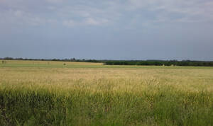 Campo Agricola 125 Hectareas